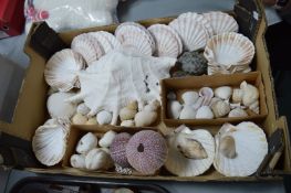 Shells