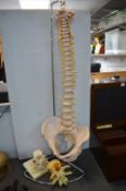 Medical Anatomical Spine Model