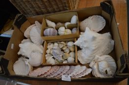 Collection of Shells
