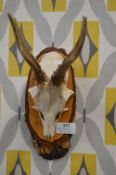 Mounted Muntjac Deer Skull