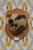 Taxidermy Badger’s Head on Wooden Mount