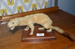 Taxidermy Study of a Stoat