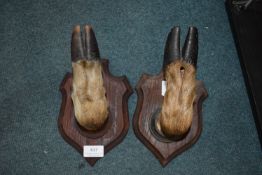 Pair of Mounted Deer Feet Gun Holders/Coat Hooks