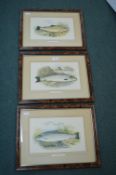 3x Framed Fish Prints