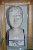 Reproduction Phrenology Head by Ellen Falmer