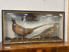 Taxidermy Display Case with Common Pheasant Pair and Red Squirrel