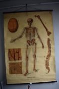 Johnstons Skeleton Anatomy Chart