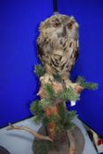 Taxidermy Study of Eagle Owl