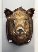 Boars Head Taxidermy on Wooden Mount