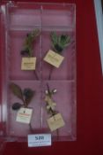 WHW Collection of Fruit & Flower Badges – Four pieces including Juniper (two examples), Sloe