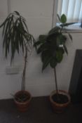 *2x Potted Plants