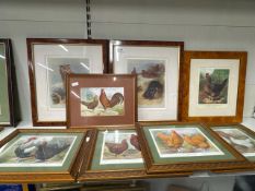 8 x framed prints of birds (Largest Two 40cm W x 45cm H)