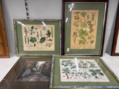 4 x framed prints Largest = 34cm W x 44cm H