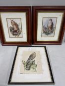 3 x framed prints of birds of prey Largest = 31cm W x 36cm H