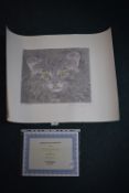 'Youth' etching with water colour of a cat by Guil