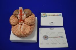 Medical Model Brain & Neuron