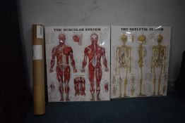 *Two Muscular and Skeletal systems medical posters