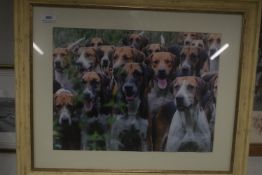 Framed Photograph of Hounds
