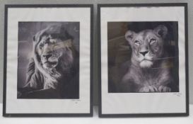 2 x Limited Edition LAURENT BAHEUX Framed Black and White Big Cat Photographic Art Prints