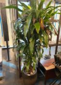 1 x Planter with a Tall Indoor Plant