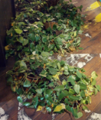 1 x Large Collection of Artificial Foliage