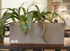 2 x Planters with Live Plants