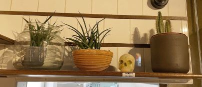 1 x Assorted Collection of Plants and Mexican Skull