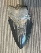 1 x Genuine Megalodon Shark Tooth Fossil Measuring Approximately 10 x 6cm- Ref: LB357 - CL1020 -