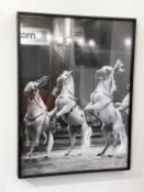 1 x Framed Photographic Wall Art Print of Dancing Horses - From a Luxury Furniture Retailer