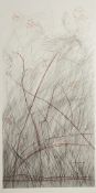 Johannes Haider