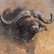Kobus Möller1949 Rhodesia - Water buffalo - (2001) Oil on canvas on wood. 62 x 63 cm, 74 x 75 cm (