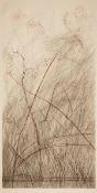 Johannes Haider