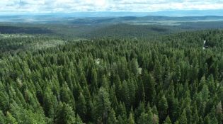 Over an Acre in Modoc County California's California Pines!