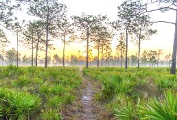 Own Land in Florida: 1.27 Acre Wooded Lot!