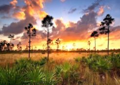 Explore Homosassa in Citrus County, Florida!