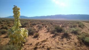 Quarter-Acre Lot Near the Mountains in New Mexico!