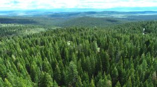 Discover the Calm of California Pines in Modoc County!
