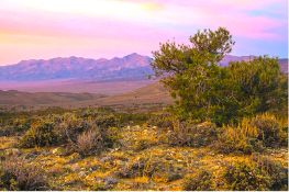 Don't Miss Out: Invest in 20 Nevada Acres Near Route 306!