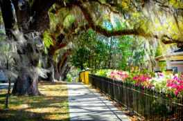 Discover Citrus County, Florida!