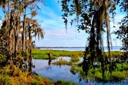 Over an Acre of Peace in Polk County, FL!