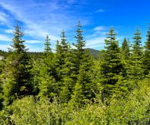 Build on Over an Acre in Scenic California!