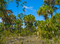 Own Land by Shell Creek in Florida!