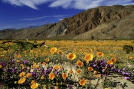 Own a Piece of Vibrant Los Angeles County, CA!