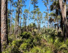 Charlotte County, Florida Lot Near Shell Creek!