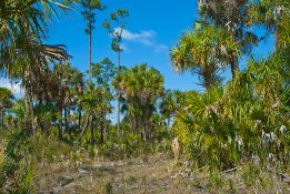 Charlotte County, Florida Lot Near Punta Gorda!