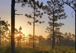 Florida Lot Near Babcock Ranch Preserve!