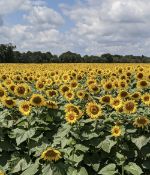 Beautiful Livingston County, Michigan!