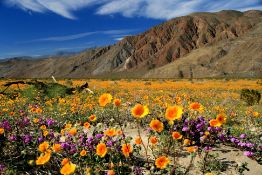 Live on Over 11 Acres in Imperial County, California!