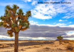 Land Near California's Butte Valley Sanctuary!