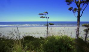 Experience the Beauty of Washington's Grays Harbor Coast!